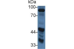 Western Blot; Sample: Porcine Kidney lysate; Primary Ab: 2µg/ml Rabbit Anti-Porcine DAO Antibody Second Ab: 0. (DAO anticorps  (AA 210-301))