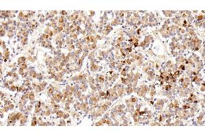 Detection of PRL in Porcine Pituitary Tissue using Polyclonal Antibody to Prolactin (PRL)