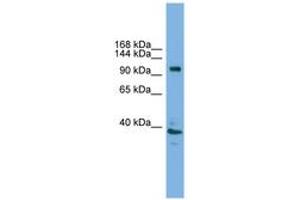 Image no. 1 for anti-ATPase, H+ Transporting, Lysosomal V0 Subunit A1 (ATP6V0A1) (AA 671-720) antibody (ABIN6744589)