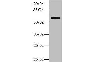 Western blot All lanes: COX10 antibody at 5. (PLA2G4C anticorps  (AA 1-189))