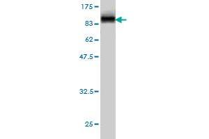 Western Blot detection against Immunogen (89.