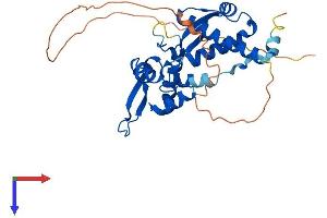 AlphaFold protein structure predicition of Human Recombinant MAGEA4 Protein, UniprotID P43358