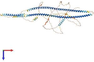 AlphaFold protein structure predicition of Human Recombinant BFSP1 Protein, UniprotID Q12934