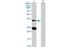 Western Blot analysis of NXPH3 expression in transfected 293T cell line by NXPH3 MaxPab polyclonal antibody. (NXPH3 anticorps  (AA 1-252))