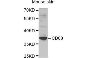 Western blot analysis of extracts of Mouse skin cell line, using CD68 antibody. (CD68 anticorps)