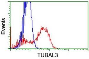 HEK293T cells transfected with either RC216194 overexpress plasmid (Red) or empty vector control plasmid (Blue) were immunostained by anti-TUBAL3 antibody (ABIN2455291), and then analyzed by flow cytometry. (TUBAL3 anticorps  (AA 150-446))