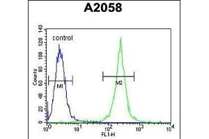 Calponin-3 Antibody (N-term) (ABIN390503 and ABIN2840859) flow cytometric analysis of  cells (right histogram) compared to a negative control cell (left histogram). (CNN3 anticorps  (N-Term))