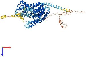 AlphaFold protein structure predicition of Human Recombinant SLC1A2 Protein, UniprotID P43004