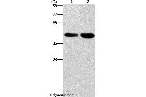 Western blot analysis of Raji and 293T cell, using STK17A  Polyclonal Antibody at dilution of 1:900 (STK17A anticorps)