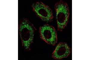 Fluorescent image of A549 cell stained with SRC Antibody (ABIN387822 and ABIN2843908)/SD41014A. (Src anticorps)