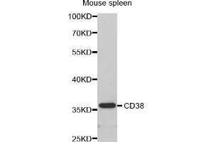 Western Blotting (WB) image for anti-CD38 (AA 1-300) antibody (ABIN6218776)