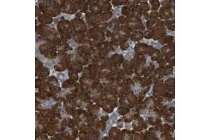 Immunohistochemical staining of human pancreas with TMED9 polyclonal antibody  shows strong cytoplasmic positivity in exocrine glandular cells. (TMED9 anticorps)