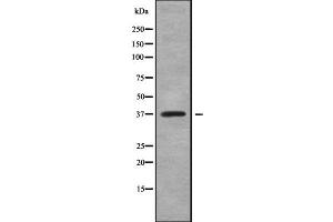 Western blot analysis of TCF19 using NIH-3T3 whole cell lysates (TCF19 anticorps  (Internal Region))