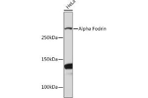 Western blot analysis of extracts of HeLa cells, using Alpha Fodrin Rabbit mAb (ABIN7270518) at 1:1000 dilution. (SPTAN1 anticorps)