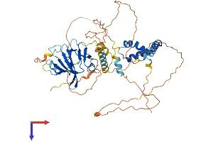 AlphaFold protein structure predicition of Mouse Recombinant Hbp1 Protein, UniprotID Q8R316