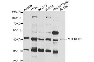 Western blot analysis of extracts of various cell lines, using MTERFD1 antibody (ABIN6293949) at 1:1000 dilution. (MTERFD1 anticorps)