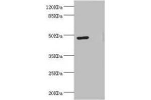 Western blot All lanes: LILRB4 antibody at 3.