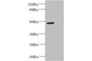 Western blot All lanes: LILRB4 antibody at 3. (LILRB4 anticorps  (AA 22-259))
