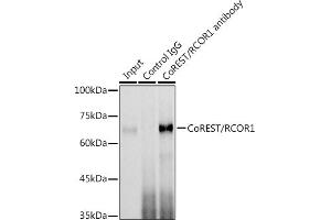 Immunoprecipitation analysis of 300 μg extracts of Jurkat cells using 3 μg CoREST/RCOR1 antibody (ABIN6128626, ABIN6146830, ABIN6146831 and ABIN6216621).