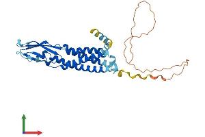 AlphaFold protein structure predicition of Human Recombinant SYP Protein, UniprotID P08247