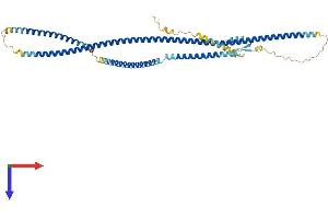 AlphaFold protein structure predicition of Mouse Recombinant Cep55 Protein, UniprotID Q8BT07