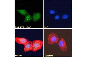 ABIN185083 Immunofluorescence analysis of paraformaldehyde fixed U2OS cells, permeabilized with 0. (UBA2 anticorps  (N-Term))