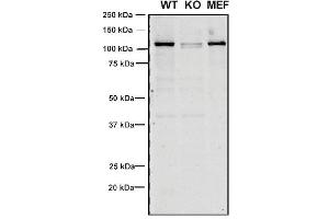 Western Blot analysis of Human, Mouse A549, MEF showing detection of VPS35 protein using Mouse Anti-VPS35 Monoclonal Antibody, Clone 8A3 (ABIN6932975).