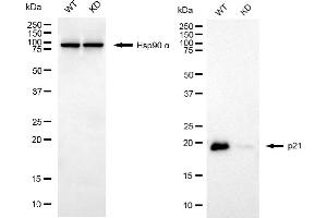 anti-Cyclin-Dependent Kinase Inhibitor 1A (p21, Cip1) (CDKN1A) antibody