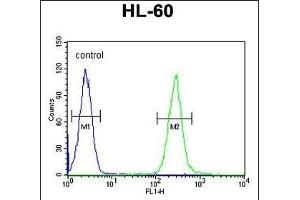 TCL6 Antibody (C-term) (ABIN654803 and ABIN2844478) flow cytometric analysis of HL-60 cells (right histogram) compared to a negative control cell (left histogram). (TCL6 anticorps  (C-Term))
