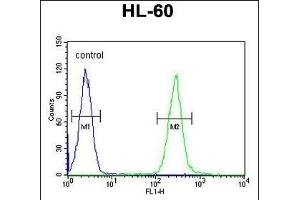 TCL6 Antibody (C-term) (ABIN654803 and ABIN2844478) flow cytometric analysis of HL-60 cells (right histogram) compared to a negative control cell (left histogram).
