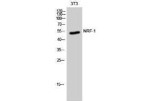 Western Blotting (WB) image for anti-Nuclear Respiratory Factor 1 (NRF1) (Internal Region) antibody (ABIN3185955) (NRF1 anticorps  (Internal Region))
