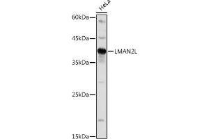 Western blot analysis of extracts of HeLa cells, using LML antibody (ABIN7268204) at 1:1000 dilution. (LMAN2L anticorps)