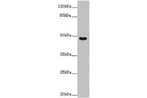 Western blot All lanes: SMOC1 antibody at 14 μg/mL + Mouse skeletal muscle tissue Secondary Goat polyclonal to rabbit IgG at 1/10000 dilution Predicted band size: 48 kDa Observed band size: 48 kDa (SMOC1 anticorps  (AA 277-382))
