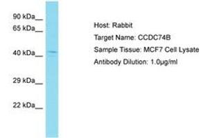 Image no. 1 for anti-Coiled-Coil Domain Containing 74B (CCDC74B) (AA 63-112) antibody (ABIN6750727) (CCDC74B anticorps  (AA 63-112))