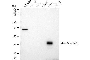 Western blotting analysis using Caveolin 3 antibody (ABIN7797948). (Recombinant Caveolin 3 anticorps)