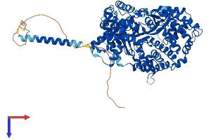 AlphaFold protein structure predicition of Mouse Recombinant Ece1 Protein, UniprotID Q4PZA2