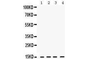 Western Blotting (WB) image for anti-Ring-Box 1, E3 Ubiquitin Protein Ligase (RBX1) (AA 76-108), (C-Term) antibody (ABIN3043566)