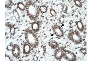 KIF25 antibody was used for immunohistochemistry at a concentration of 4-8 ug/ml to stain Epithelial cells of collecting tubule (lndicated with Arrows) in Human Kidney. (KIF25 anticorps  (C-Term))