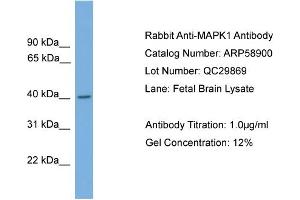 WB Suggested Anti-MAPK1  Antibody Titration: 0. (ERK2 anticorps  (Middle Region))
