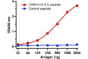 ELISA Test Antibodies: SARS-CoV-2 (COVID-19, 2019-nCoV) Envelope Antibody, ABIN1031551 (1 μg/mL). (SARS-CoV-2 Envelope anticorps  (N-Term))