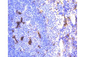 Immunohistochemistry of paraffin-embedded mouse spleen using LYZ antibody (ABIN5997039) at dilution of 1/100 (40x lens). (LYZ anticorps)
