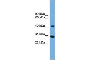 WB Suggested Anti-CRLS1 Antibody Titration:  0.