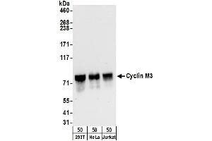 Western Blotting (WB) image for anti-Cyclin M3 (CNNM3) (AA 657-707) antibody (ABIN7450149)