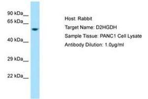 Image no. 1 for anti-D-2-Hydroxyglutarate Dehydrogenase (D2HGDH) (AA 332-381) antibody (ABIN6750028)
