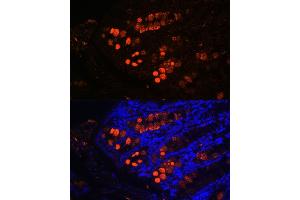 Immunofluorescence analysis of mouse colon using ITLN1 Rabbit pAb (ABIN6132446, ABIN6142601, ABIN6142602 and ABIN6223070) at dilution of 1:100 (40x lens). (ITLN1/Omentin anticorps  (AA 19-313))