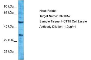 Host: Rabbit Target Name: OR10A2 Sample Type: HCT15 Whole Cell lysates Antibody Dilution: 1. (Olfactory Receptor, Family 10, Subfamily A, Member 2 (OR10A2) (C-Term) anticorps)