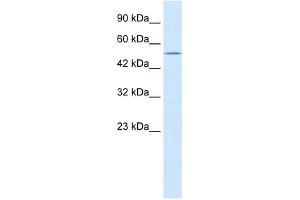 NMUR2 antibody used at 0. (NMUR2 anticorps  (N-Term))