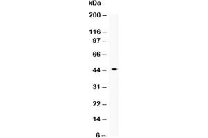 Western blot testing of p73 antibody and recombinant human protein (0.