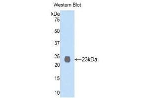 Western Blotting (WB) image for anti-Membrane Metallo-Endopeptidase (MME) (AA 565-750) antibody (ABIN1859980) (MME anticorps  (AA 565-750))