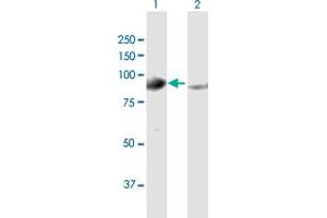 Western Blot analysis of GPHN expression in transfected 293T cell line by GPHN MaxPab polyclonal antibody. (Gephyrin anticorps  (AA 1-769))